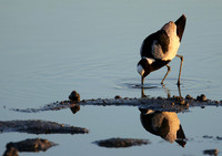 Blacksmith lapwing - Hwange NP