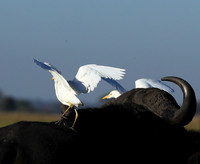 Cattle egret - Kafue Nationa Park