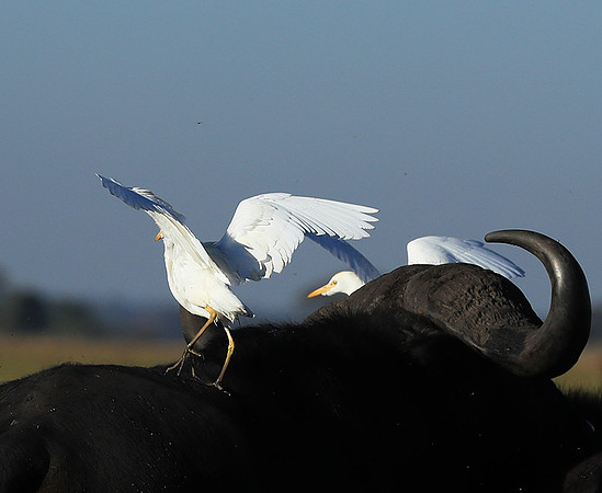 Cattle egret - Kafue Nationa Park
