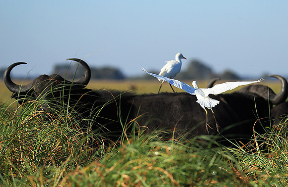 Cattle egret - Kafue Nationa Park