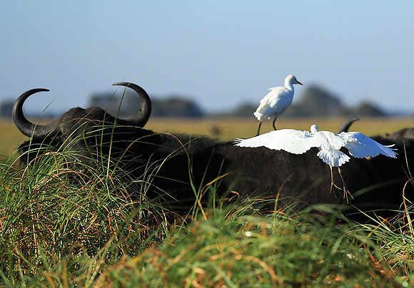 Cattle egret - Kafue Nationa Park