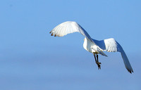 Cattle egret - Kafue Nationa Park