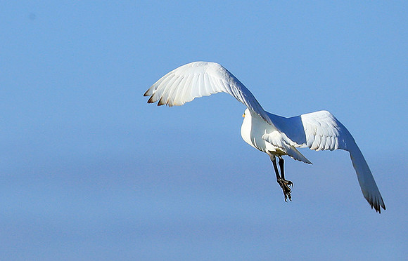 Cattle egret - Kafue Nationa Park
