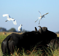 Cattle egret - Kafue Nationa Park