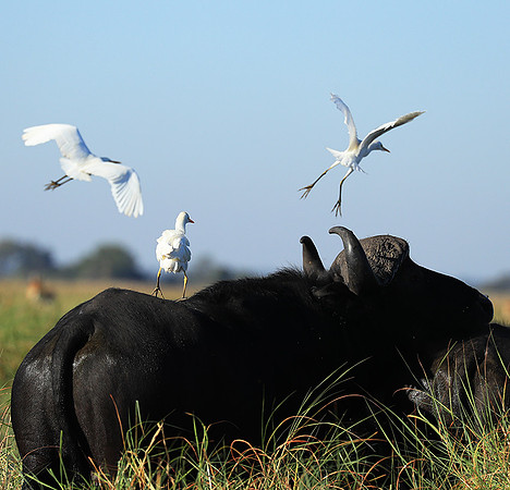 Cattle egret - Kafue Nationa Park
