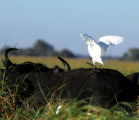 Cattle egret - Kafue Nationa Park