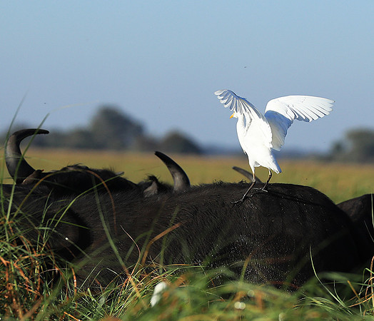 Cattle egret - Kafue Nationa Park
