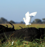 Cattle egret - Kafue Nationa Park