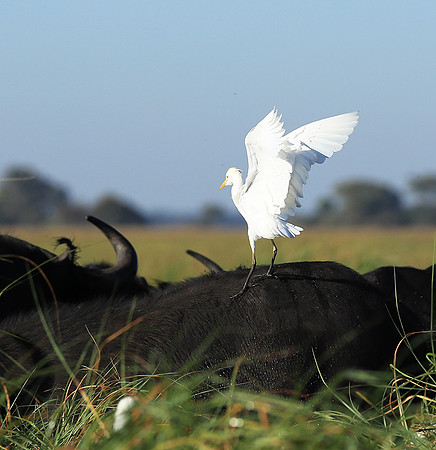 Cattle egret - Kafue Nationa Park