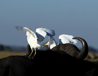Cattle egret - Kafue Nationa Park