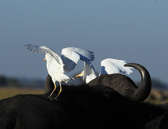 Cattle egret - Kafue Nationa Park