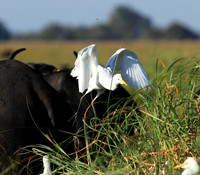 Cattle egret - Kafue Nationa Park