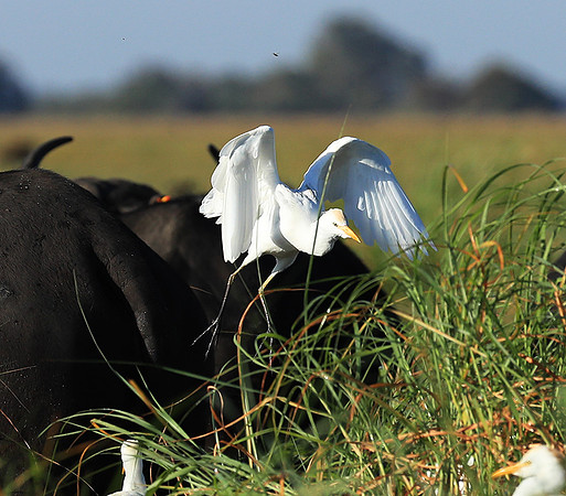Cattle egret - Kafue Nationa Park