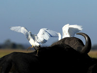 Cattle egret - Kafue Nationa Park