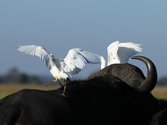 Cattle egret - Kafue Nationa Park