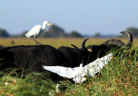 Cattle egret - Kafue Nationa Park
