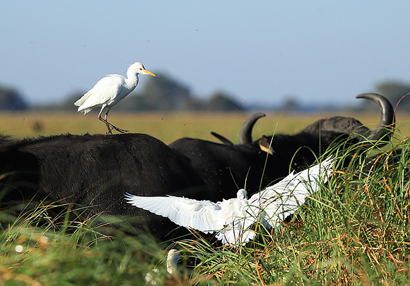 Cattle egret - Kafue Nationa Park