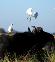 Cattle egret - Kafue Nationa Park