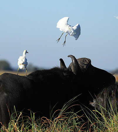 Cattle egret - Kafue Nationa Park