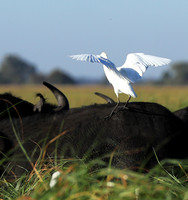 Cattle egret - Kafue Nationa Park