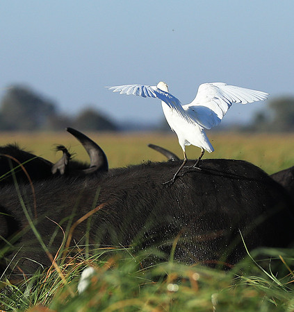 Cattle egret - Kafue Nationa Park