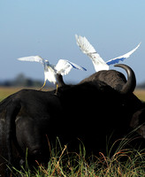 Cattle egret - Kafue Nationa Park