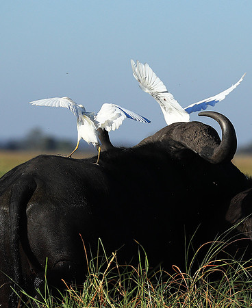 Cattle egret - Kafue Nationa Park