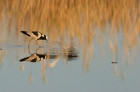 Blacksmith lapwing - Hwange NP