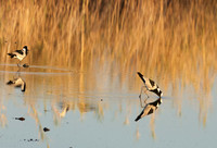 Blacksmith lapwing - Hwange NP