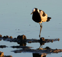Blacksmith lapwing - Hwange NP