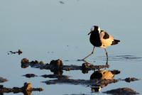 Blacksmith lapwing - Hwange NP