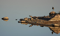 Blacksmith lapwing - Hwange NP
