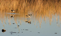 Blacksmith lapwing - Hwange NP