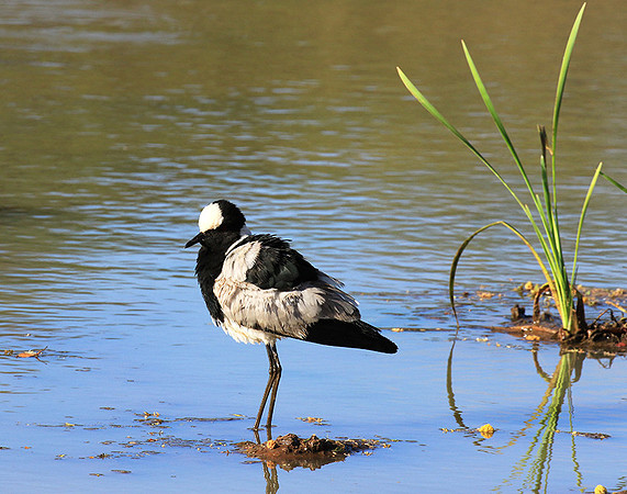 Blacksmith lapwing - Malilangwe