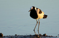 Blacksmith lapwing - Hwange NP