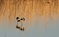 Blacksmith lapwing - Hwange NP