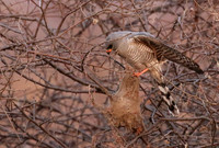 Gabar goshawk - Hwnage NP