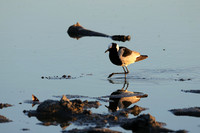 Blacksmith lapwing - Hwange NP