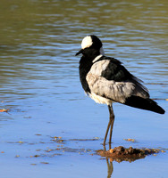 Blacksmith lapwing - Malilangwe