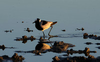 Blacksmith lapwing - Hwange NP