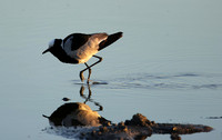 Blacksmith lapwing - Hwange NP