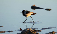 Blacksmith lapwing - Hwange NP