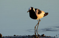 Blacksmith lapwing - Hwange NP