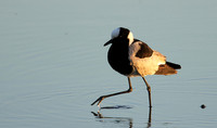 Blacksmith lapwing - Hwange NP