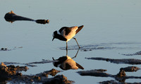 Blacksmith lapwing - Hwange NP