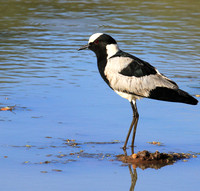 Lapwings