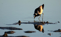 Blacksmith lapwing - Hwange NP