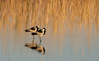 Blacksmith lapwing - Hwange NP