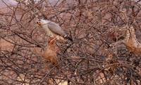 Gabar goshawk - Hwnage NP