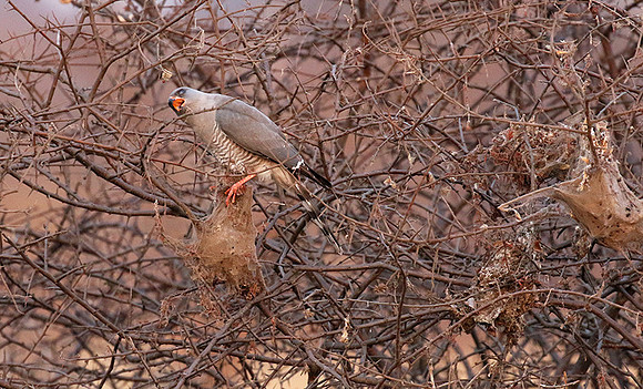 Gabar goshawk - Hwnage NP